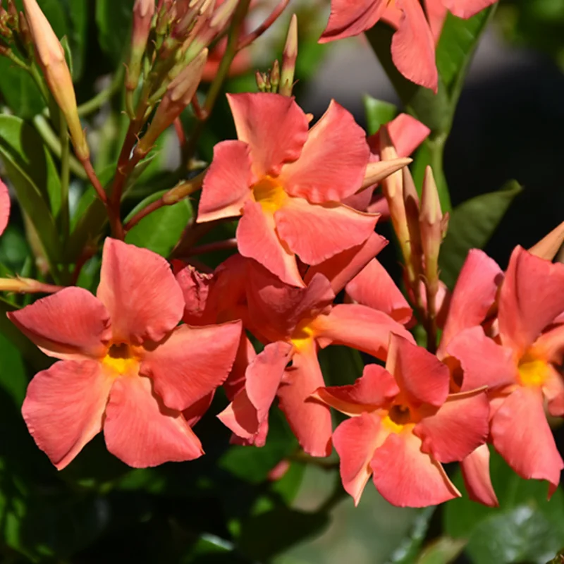 Flowering Mandevilla Plants - Two Live Vines for Trellises and Gardens