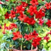 Flowering Mandevilla Plants - Two Live Vines for Trellises and Gardens