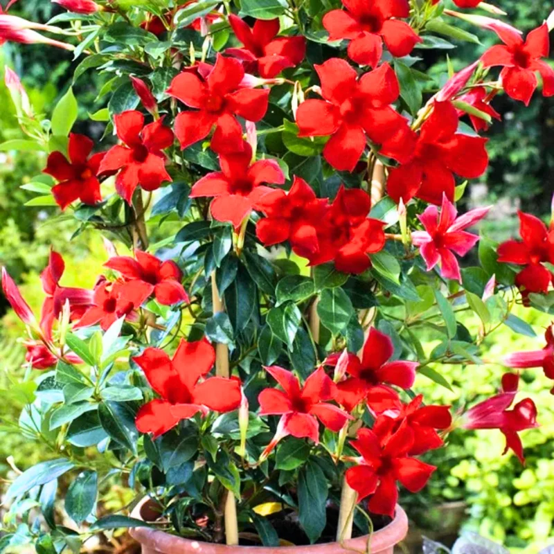 Flowering Mandevilla Plants - Two Live Vines for Trellises and Gardens