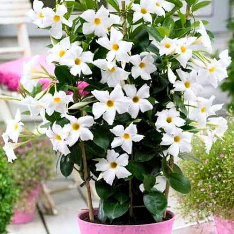 White Mandevilla