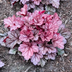 Heuchera Coral Bells Plants - Set of 3 Live Seedlings for Shade Gardens