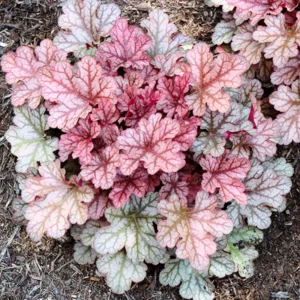 Red Grey Heuchera Plants