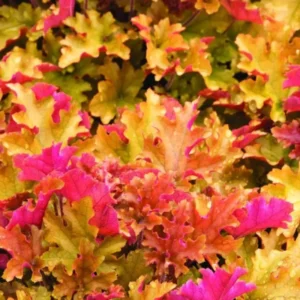 Red Oragne Yellow Heuchera Plants
