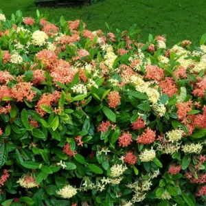 Ixora Plant 2-Pack Live Flowering Shrub Seedlings 4-9