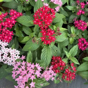 Ixora Plant 2-Pack Live Flowering Shrub Seedlings 4-9