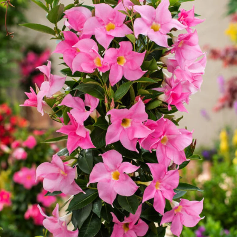 Flowering Mandevilla Vines, 3 Live Plants, 5-10 Inch, Trellis & Patio