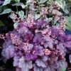 Coral Bells Heuchera Live Plants - Garden Perennials - 4-6 Inches Tall - Well-Rooted