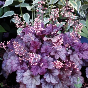 Coral Bells Heuchera Live Plants - Garden Perennials - 4-6 Inches Tall - Well-Rooted