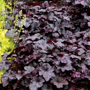 Coral Bells Heuchera Live Plants - Garden Perennials - 4-6 Inches Tall - Well-Rooted