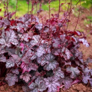 Coral Bells Heuchera Live Plants - Garden Perennials - 4-6 Inches Tall - Well-Rooted