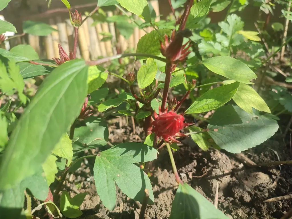 growing Roselle hibiscus