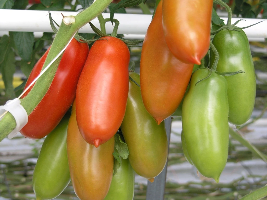 San Marzano Tomatoes