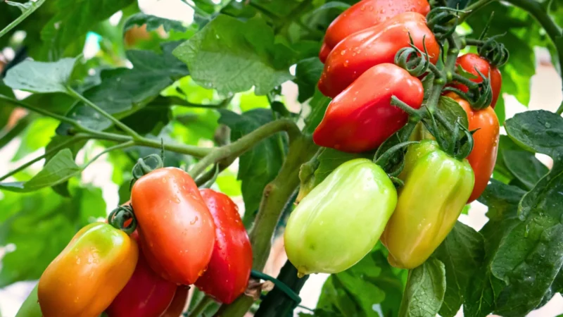 San Marzano Tomatoes in vines