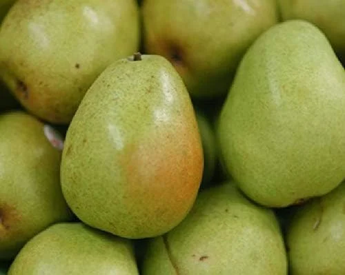 4 Fresh Stem Cuttings from Green Anjou Pear Trees, Unrooted, for Propagation Cold Hardy