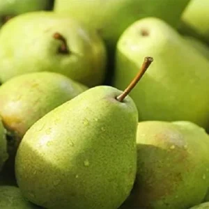 4 Fresh Stem Cuttings from Green Anjou Pear Trees, Unrooted, for Propagation Cold Hardy