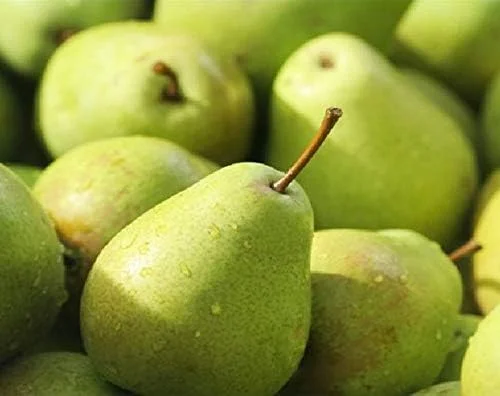4 Fresh Stem Cuttings from Green Anjou Pear Trees, Unrooted, for Propagation Cold Hardy