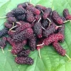 Live Plant of Mulberry Dwarf Everbearing Morus Macroura, 6"~12" Tall