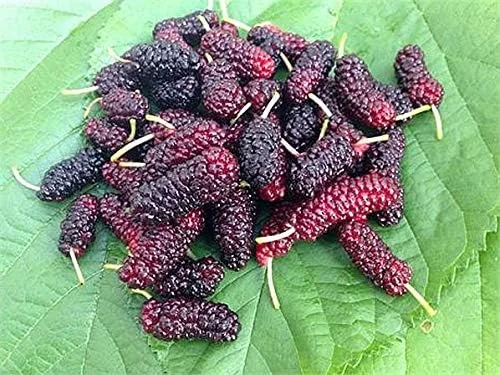 Live Plant of Mulberry Dwarf Everbearing Morus Macroura, 6"~12" Tall