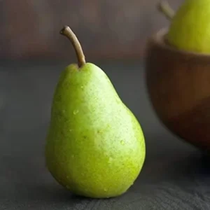 4 Fresh Stem Cuttings from Green Anjou Pear Trees, Unrooted, for Propagation Cold Hardy