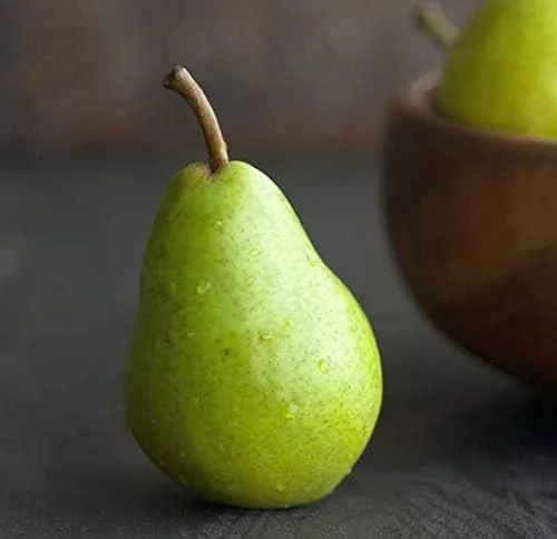 4 Fresh Stem Cuttings from Green Anjou Pear Trees, Unrooted, for Propagation Cold Hardy