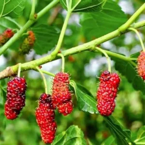 Starter Live Plants of Red Mulberry Tree - Beautiful All Year Round - USDA Zones 4 to 8 (1 Plant)