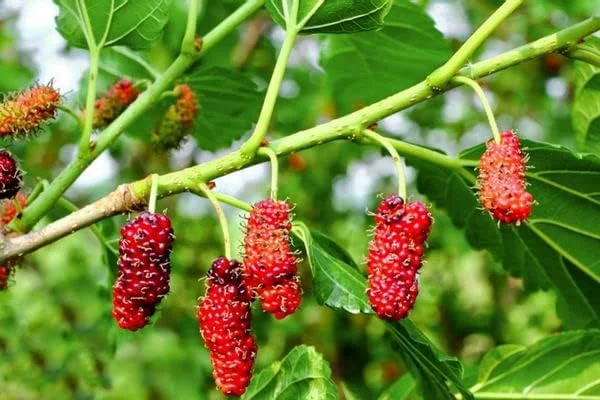 Starter Live Plants of Red Mulberry Tree - Beautiful All Year Round - USDA Zones 4 to 8 (1 Plant)