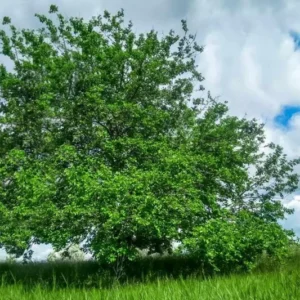 Starter Live Plants of Red Mulberry Tree - Beautiful All Year Round - USDA Zones 4 to 8 (1 Plant)