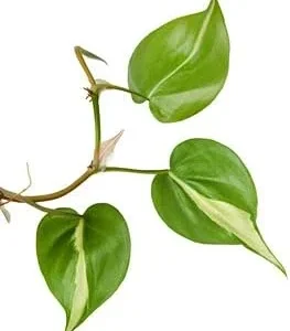 3 Cuttings of Brasil Pothos Plant - About 5