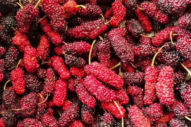 Starter Live Plants of Red Mulberry Tree - Beautiful All Year Round - USDA Zones 4 to 8 (1 Plant)