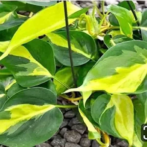 3 Cuttings of Brasil Pothos Plant - About 5