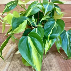 3 Cuttings of Brasil Pothos Plant - About 5