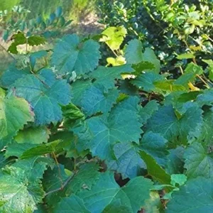 8 Unrooted Cuttings, Muscadine Grape Vine Vitis rotundifolia - Live Plant