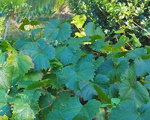 8 Unrooted Cuttings, Muscadine Grape Vine Vitis rotundifolia - Live Plant