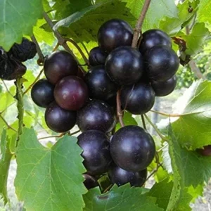 8 Unrooted Cuttings, Muscadine Grape Vine Vitis rotundifolia - Live Plant