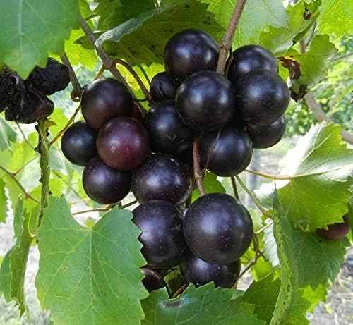 8 Unrooted Cuttings, Muscadine Grape Vine Vitis rotundifolia - Live Plant