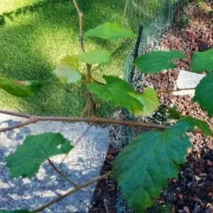 8 Unrooted Cuttings, Muscadine Grape Vine Vitis rotundifolia - Live Plant