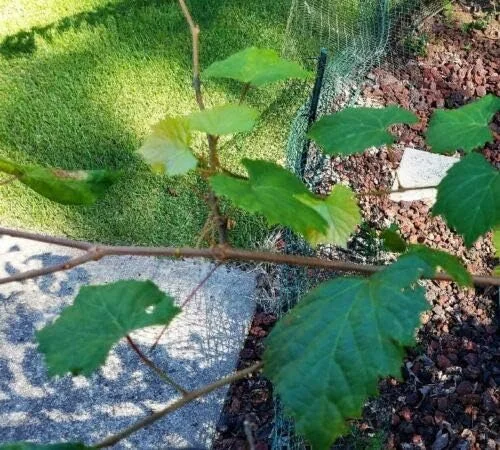 8 Unrooted Cuttings, Muscadine Grape Vine Vitis rotundifolia - Live Plant