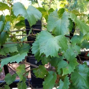 8 Unrooted Cuttings, Muscadine Grape Vine Vitis rotundifolia - Live Plant