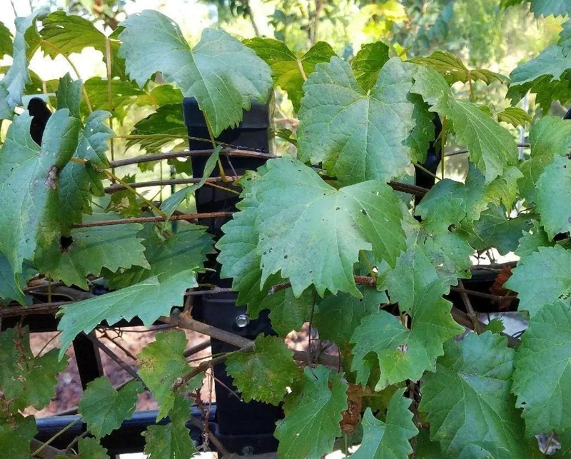 8 Unrooted Cuttings, Muscadine Grape Vine Vitis rotundifolia - Live Plant