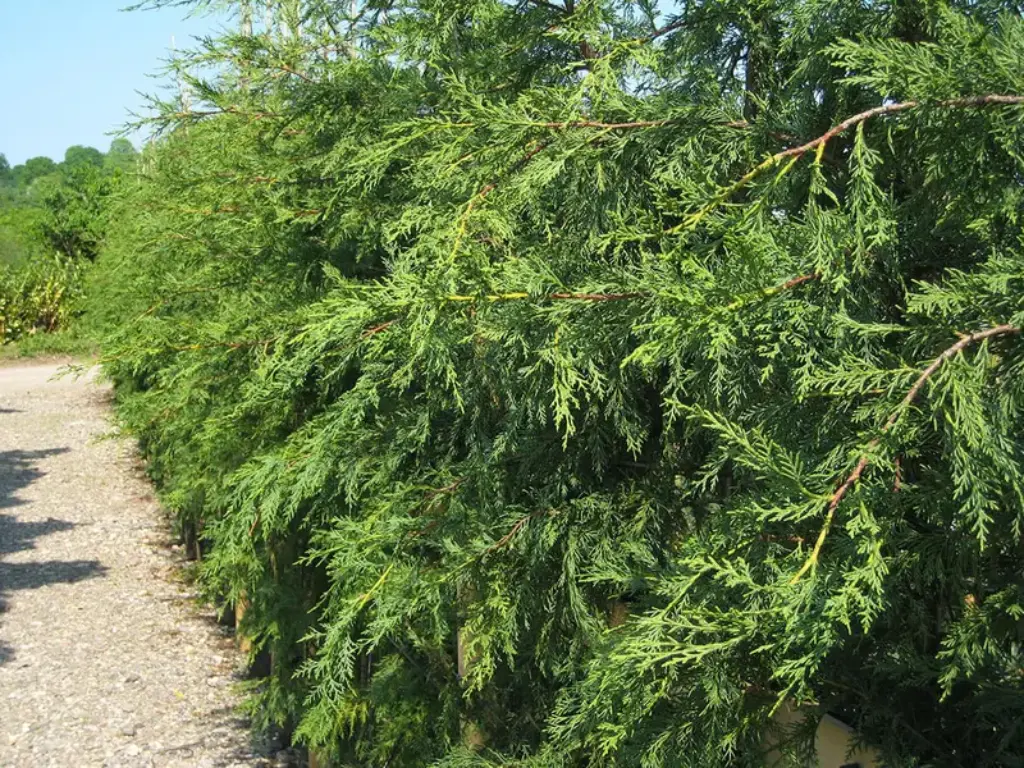 Leyland Cypress trees