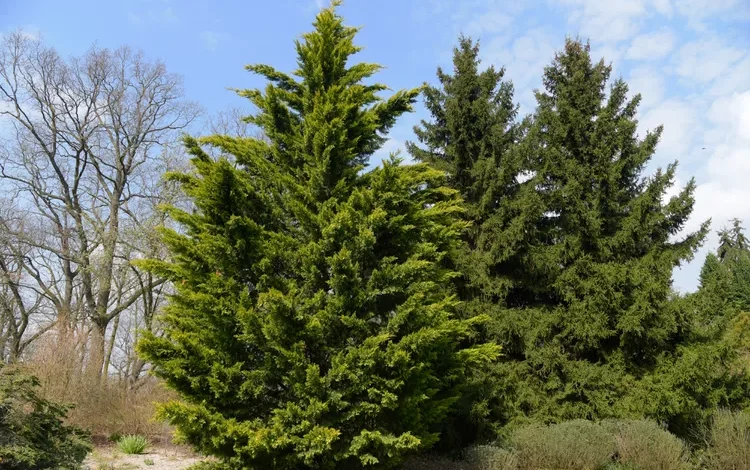 Leyland cypress trees
