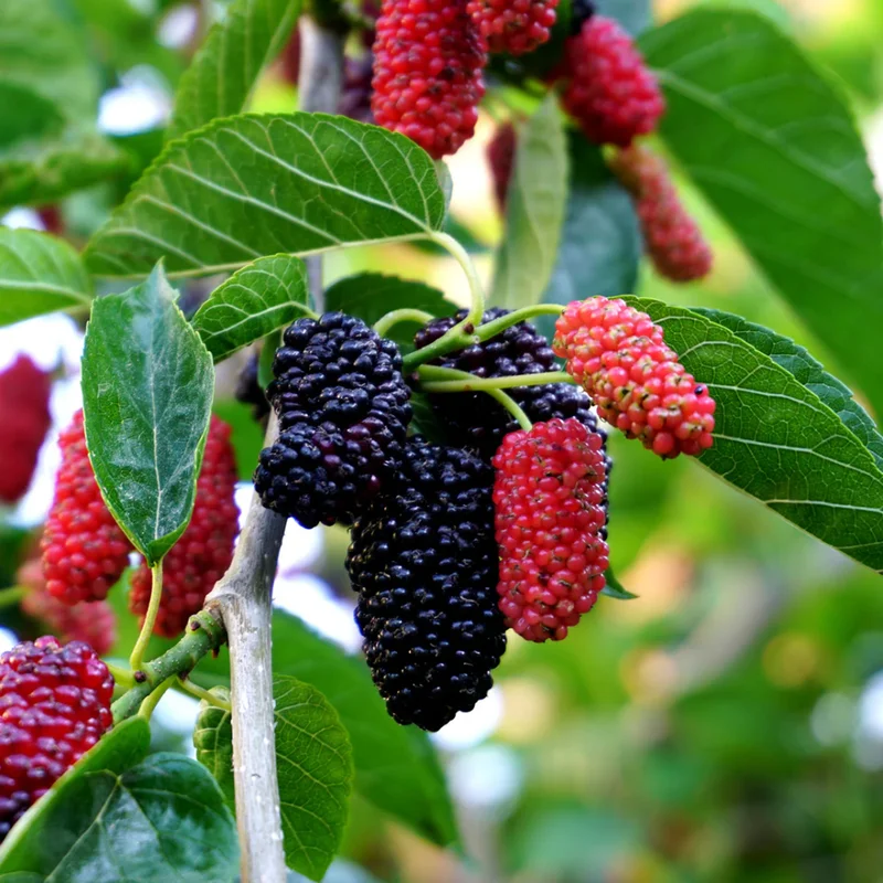 Everbearing Mulberry Tree Live Plant 3-4 Ft Tall - Edible Black Variety in 3 Gallon Pot