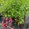 Everbearing Mulberry Tree Live Plant 3-4 Ft Tall - Edible Black Variety in 3 Gallon Pot