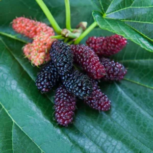 Everbearing Mulberry Plant - Live Fruit Tree 3-4 ft Potted