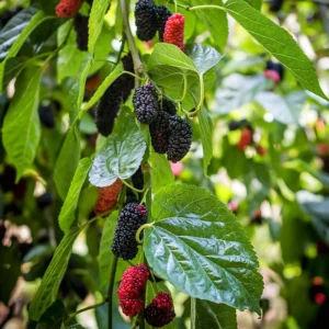 Everbearing Mulberry Plant - Live Fruit Tree 3-4 ft Potted