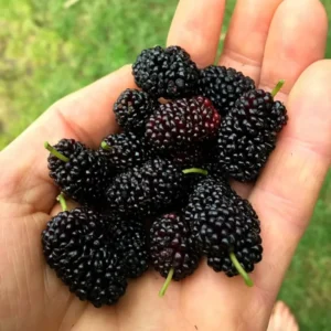Everbearing Mulberry Plant - Live Fruit Tree 3-4 ft Potted