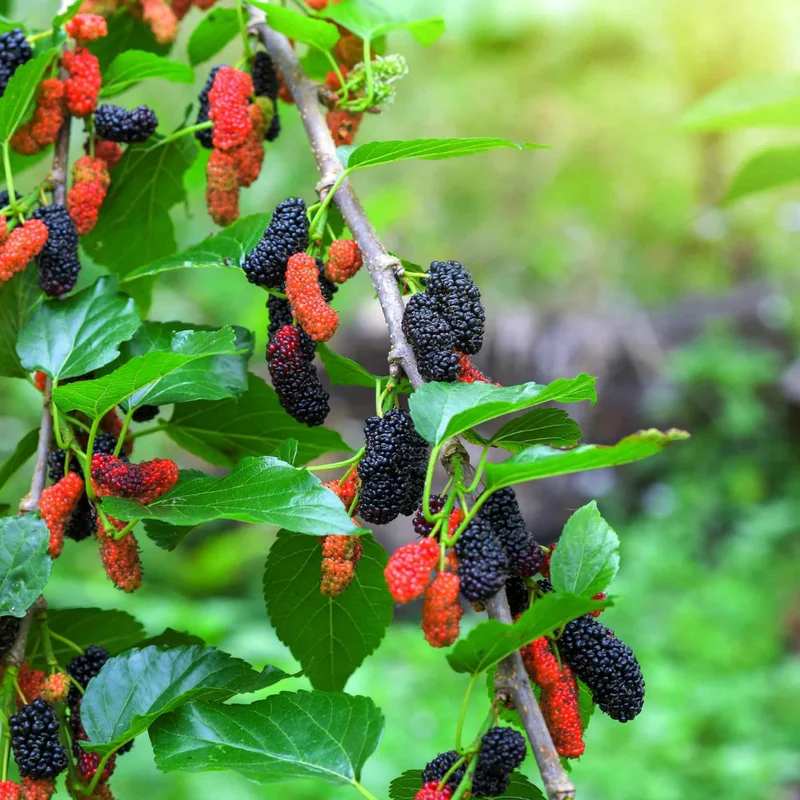 Everbearing Mulberry Plant - Live Fruit Tree 3-4 ft Potted