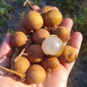 Longan Fruit Tree Live Plant - 3-4 Ft Tropical Fruit Tree