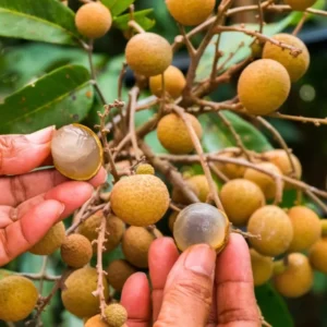 Longan Fruit Tree Live Plant - 3-4 Ft Tropical Fruit Tree