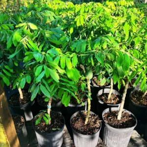 Longan Fruit Tree Live Plant - 3-4 Ft Tropical Fruit Tree